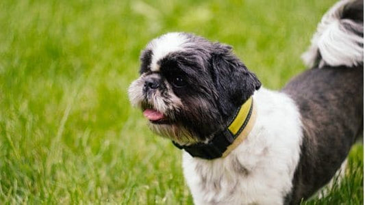 Is Your Dog Barking At Nothing? Here Is Why