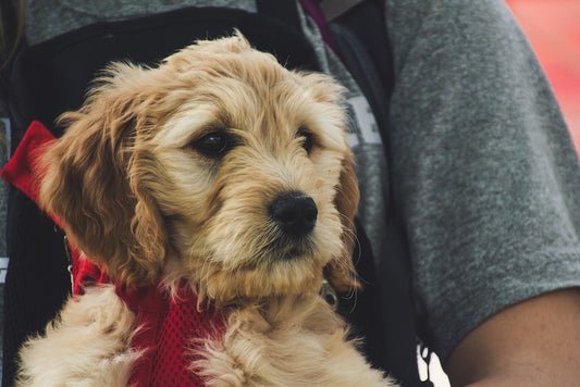 Best 10 Dog Father’s Day Gifts For Dog Dads