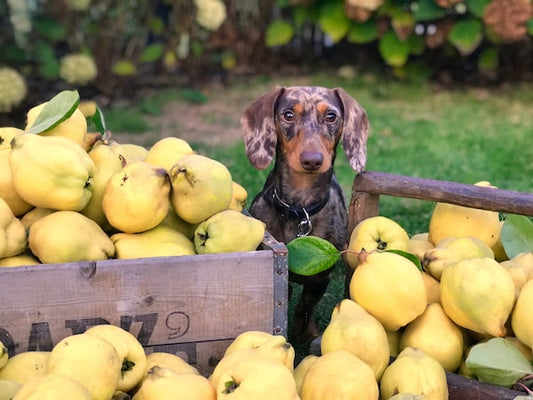 Natural Quick And Healthy Dog Food Recipe