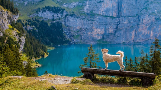 7 Steps to Help Your Dog Live Longer