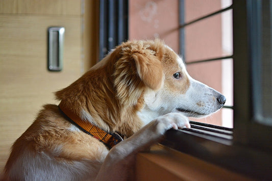 5 Dog Separation Anxiety Toys To Relieve Stress