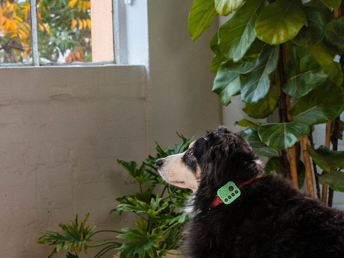 A tricolor dog wearing the Barkwoo Music Box on its collar, resting by a sunny window at home