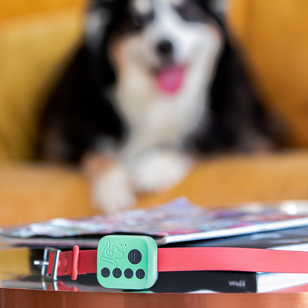 The Barkwoo Music Box on a coral collar on a table, with a black-and-white dog lying on a yellow sofa behind it