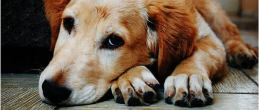 6 Most Common Depressed Dog Signs