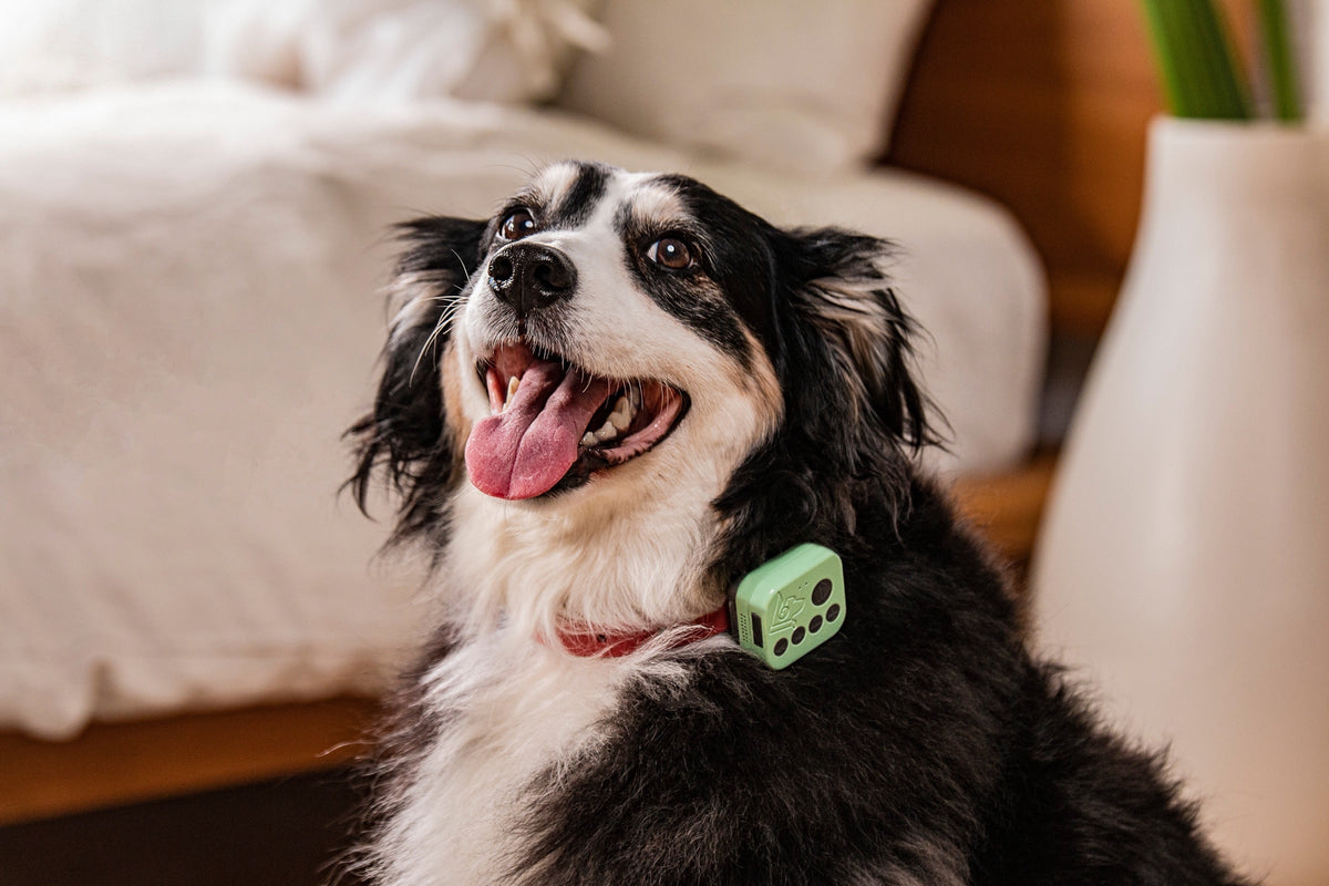 A black-and-white dog sitting in a bedroom, wearing the Barkwoo Music Box on a coral collar