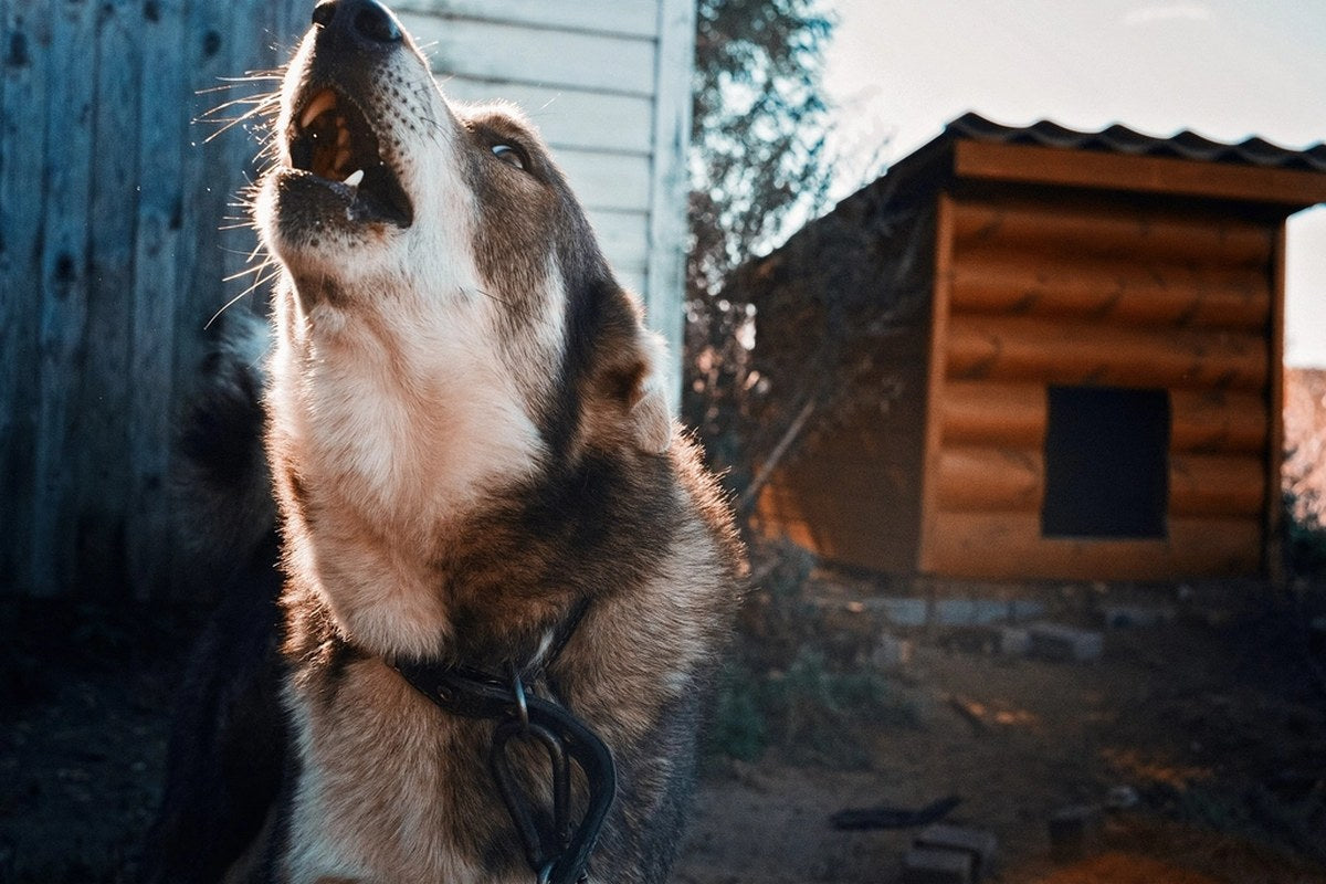 A dog howling with its head tipped back in a backyard
