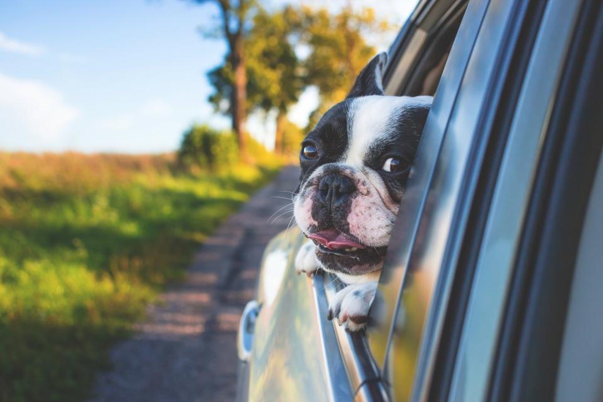 A black-and-white flat-faced dog resting its paws and chin on an open car window beside a country lane