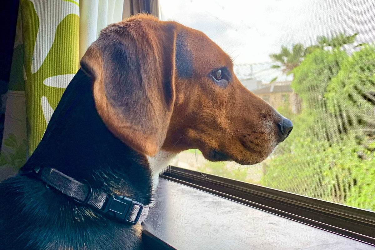 A black-and-tan dog in a dark collar watching intently through a screened window