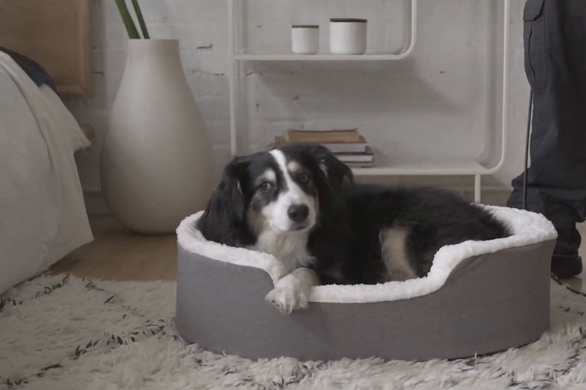 A dog lying calmly in its bed while a visitor stands nearby
