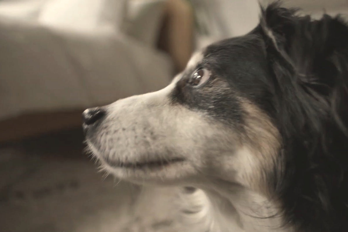 Close-up profile of a black, white and tan dog looking up in a softly lit living room