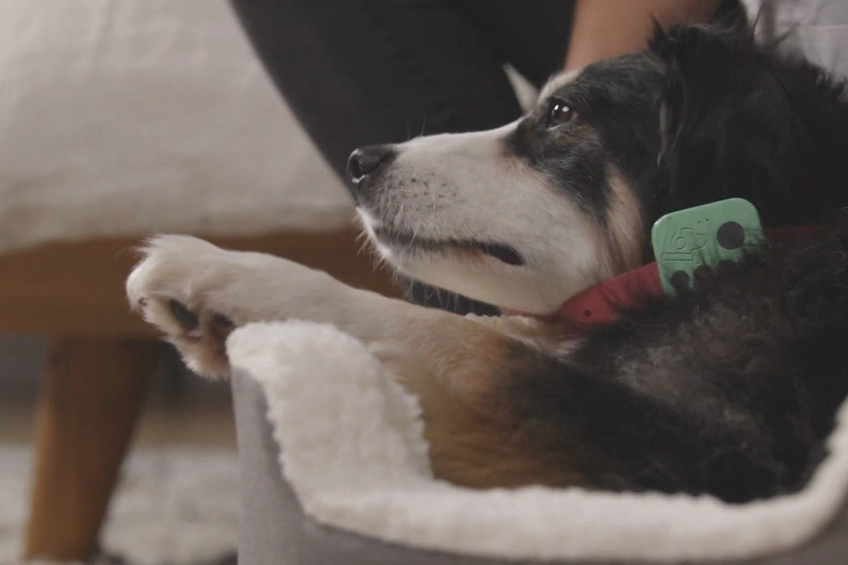 A tricolor dog resting in a fleece-lined bed at home, wearing the Barkwoo Music Box on a coral collar