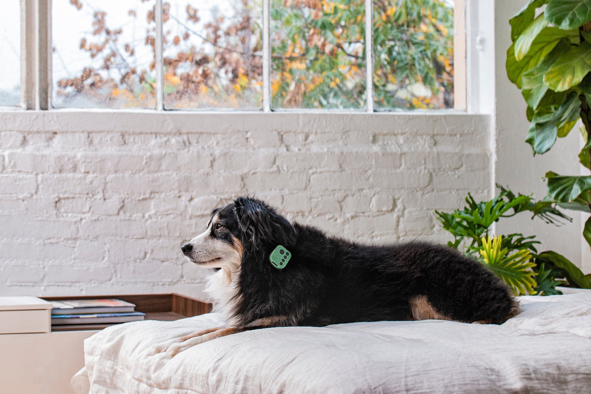 A tricolor dog lying on a white bed under a sunny window, wearing the Barkwoo Music Box on its collar