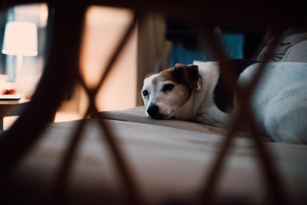 A brown-and-white dog lying on a bed in a dimly lit room, seen through the back of a wicker chair