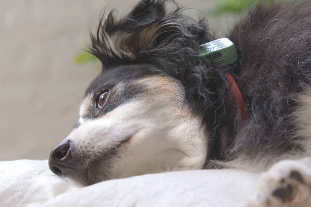A black, white and tan dog resting its head on a pillow, wearing the Barkwoo Music Box on a red collar