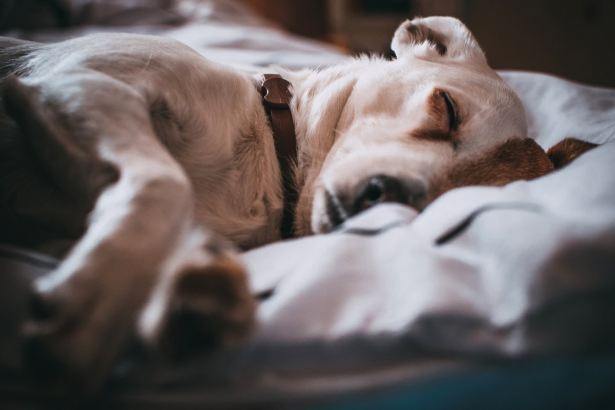 A cream-and-tan dog in a brown collar fast asleep on rumpled white bedding
