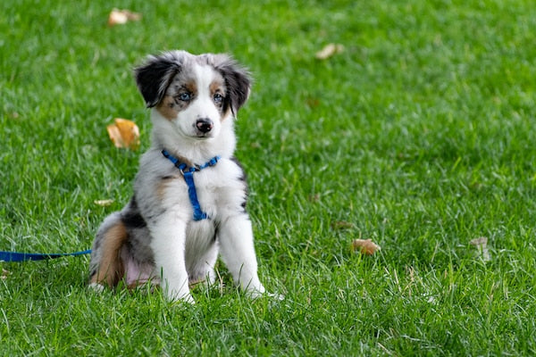 Preventing Heatstroke In Dogs