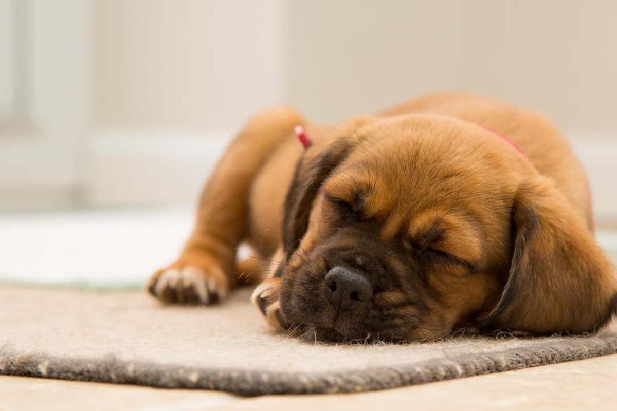 A tan puppy in a red collar asleep on a small grey rug