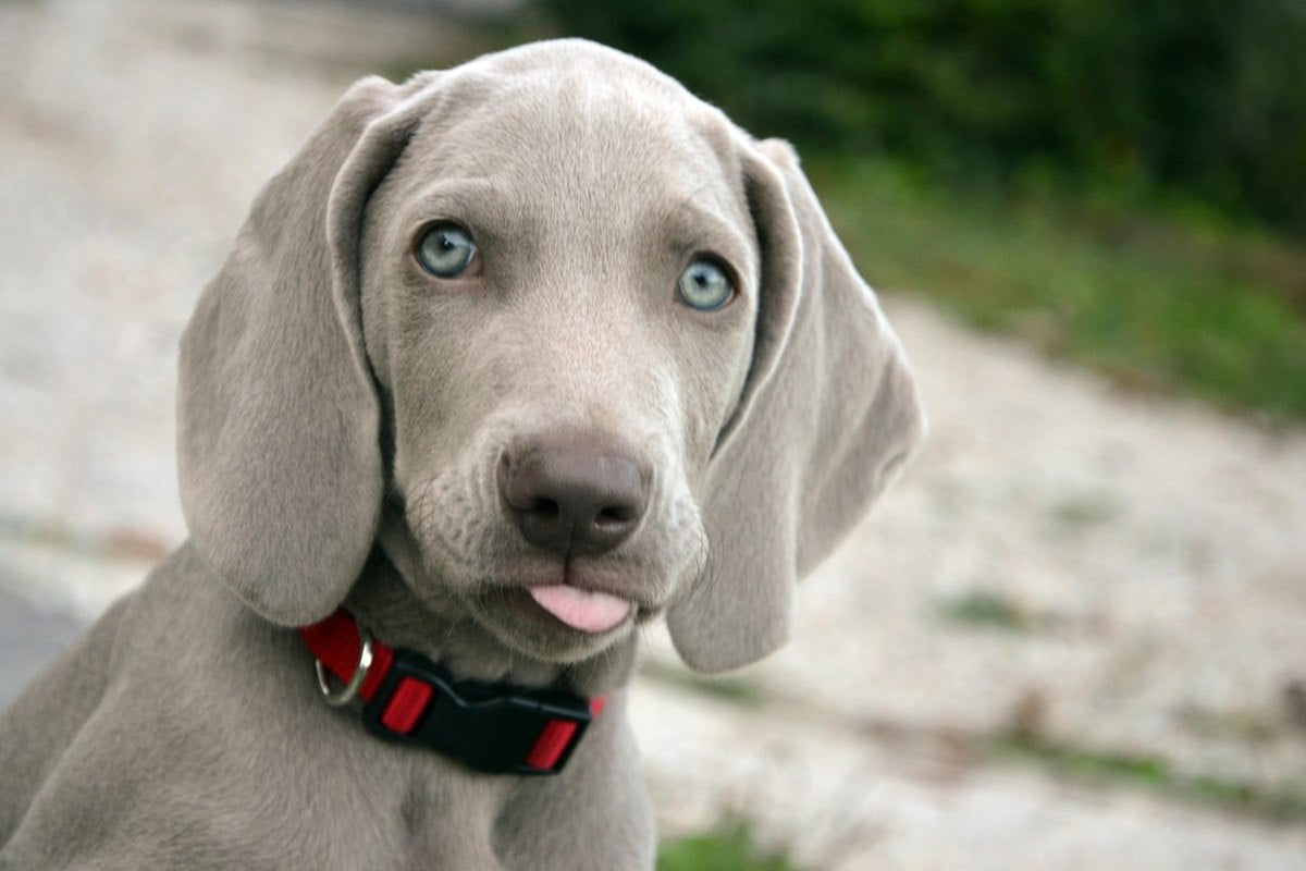 A grey, blue-eyed puppy in a red-and-black buckle collar looking at the camera
