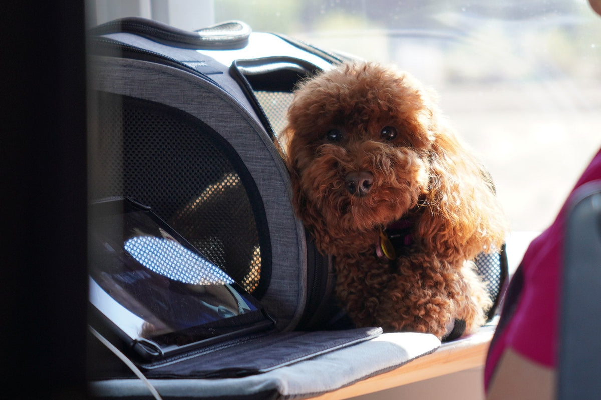 A small curly-haired dog sitting beside its open travel carrier by a sunny window