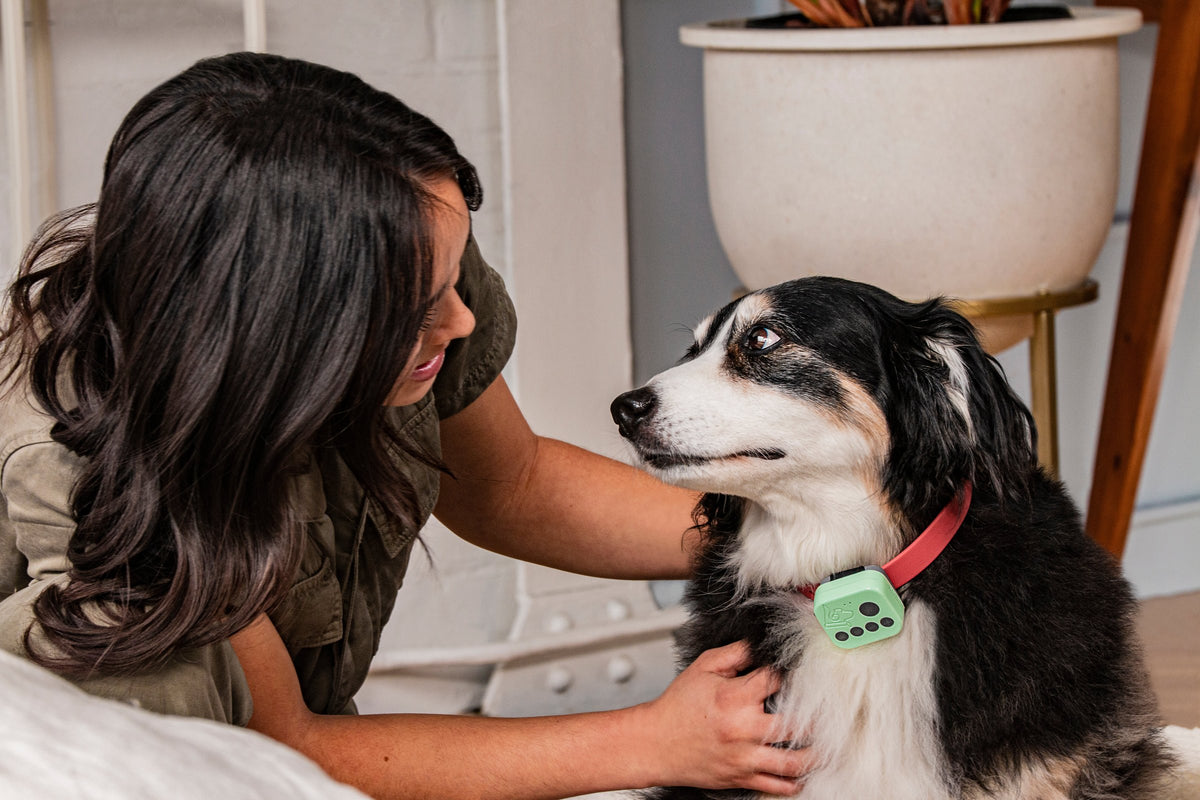 A woman gently stroking a black, white and tan dog wearing the Barkwoo Music Box on a coral collar