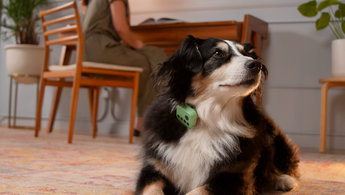 Tricolor dog lying on a rug at home, wearing the green Barkwoo Music Box on its collar