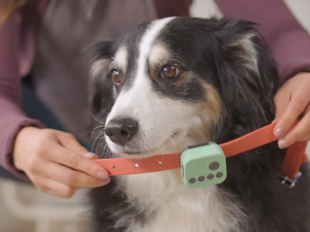 Hands fastening a coral collar with the Barkwoo Music Box around a calm tricolor dog's neck