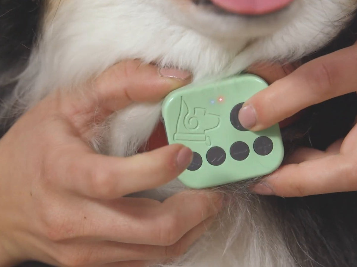 A finger pressing the play button on the Barkwoo Music Box while it sits on a dog's collar