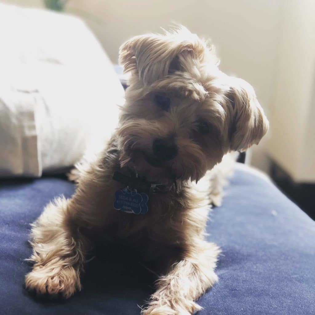 Moncher, the dog who inspired Barkwoo, sitting on a blue bedspread at home