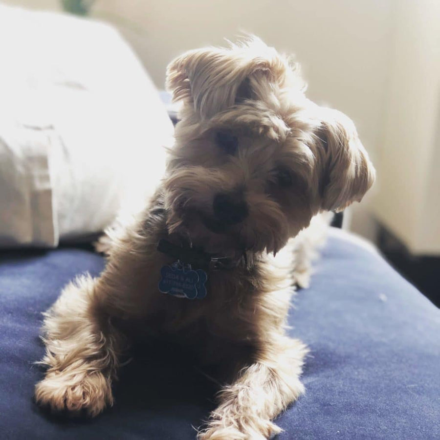 Helping pets — and their parents — feel calmer.
