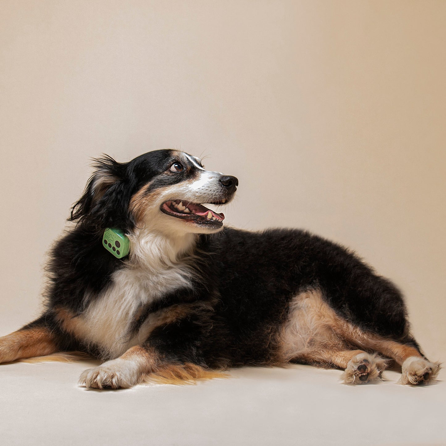 Barkwoo Music Box collar attachment for dog separation anxiety