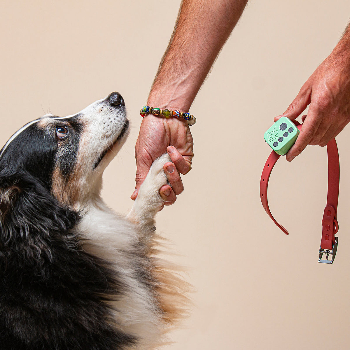 Dog offering a paw to its owner, who holds a coral collar with the Barkwoo Music Box attached