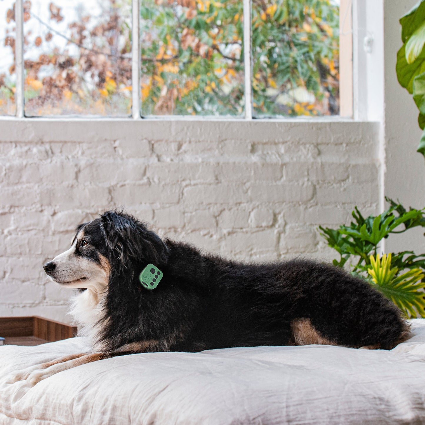 Barkwoo Music Box wearable music device that clips to a dog collar