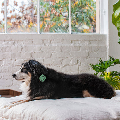 Barkwoo Music Box wearable music device that clips to a dog collar